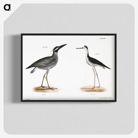 2-29_Zoology-of-New-York_blk-crop