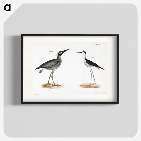 2-29_Zoology-of-New-York_blk