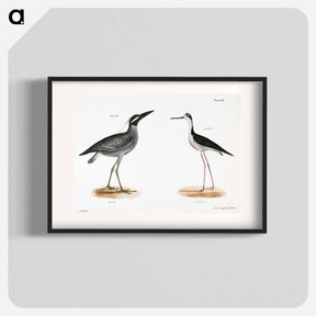 アートポスター-Yellow-crowned Night Heron (Ardea violacea)  Lawyer (Himantopus nigricollis) illustration from Zoology of New York by - ニューヨークの動物学 Poster.