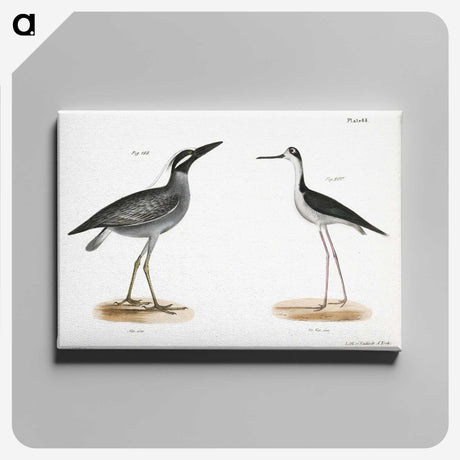 2-29_Zoology-of-New-York_canvas
