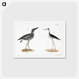 2-29_Zoology-of-New-York_hagaki