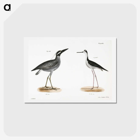 2-29_Zoology-of-New-York_hagaki