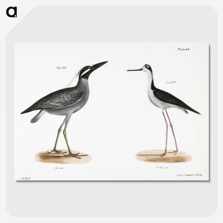 2-29_Zoology-of-New-York_picture-crop