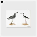 2-29_Zoology-of-New-York_postcard