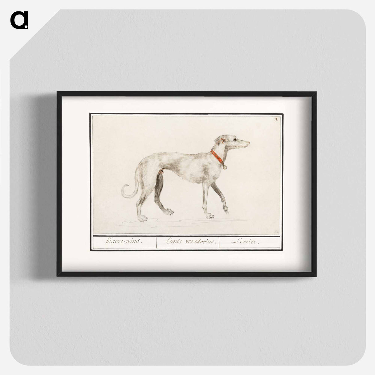 Greyhound - アンセルムス ボエティウス デ ブート Poster.