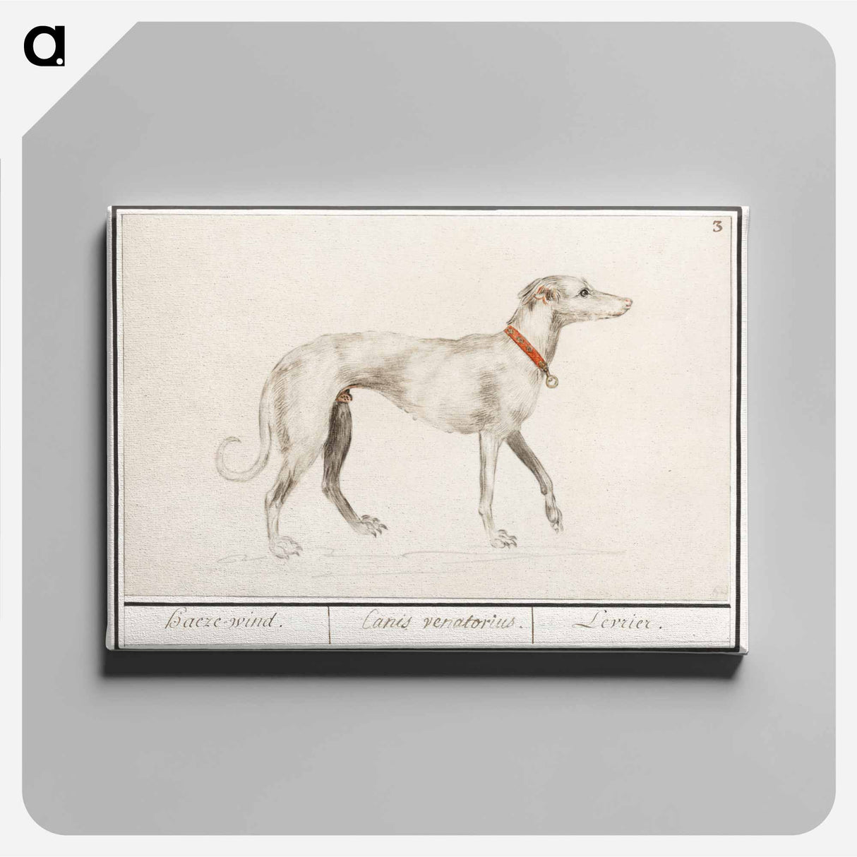 Greyhound - アンセルムス ボエティウス デ ブート Canvas.