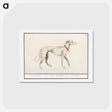 アートポストカード-Greyhound - アンセルムス ボエティウス デ ブート Postcard.