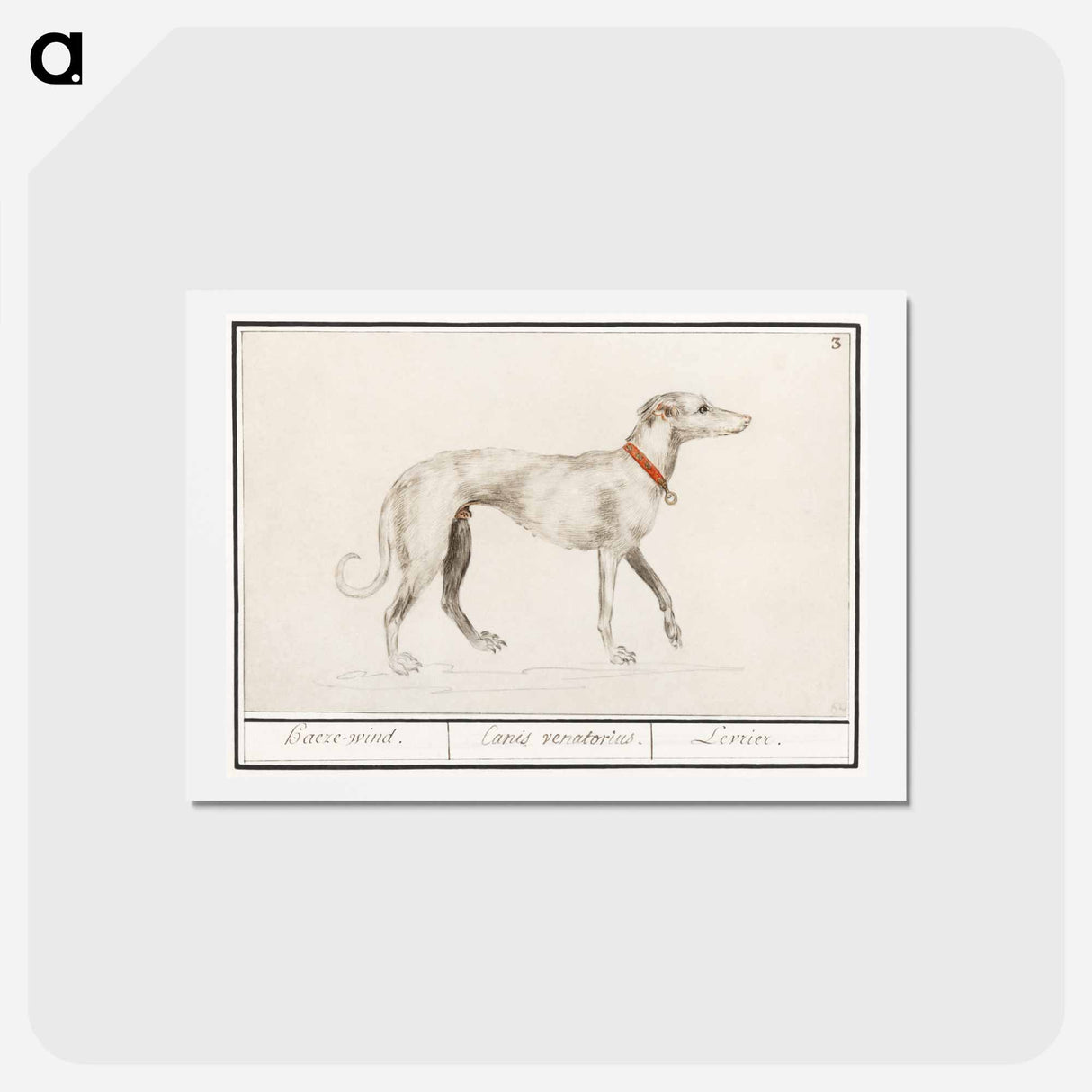 アートポストカード-Greyhound - アンセルムス ボエティウス デ ブート Postcard.