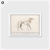 アートポストカード-Greyhound - アンセルムス ボエティウス デ ブート Postcard.