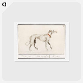 アートポストカード-Greyhound - アンセルムス ボエティウス デ ブート Postcard.