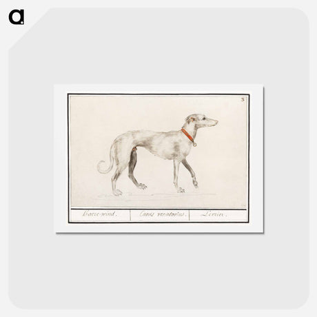 アートポストカード-Greyhound - アンセルムス ボエティウス デ ブート Postcard.