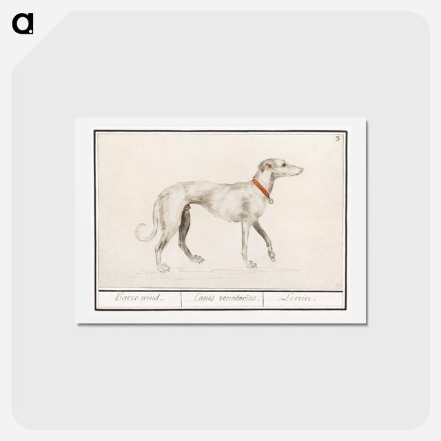 アートポストカード-Greyhound - アンセルムス ボエティウス デ ブート Postcard.