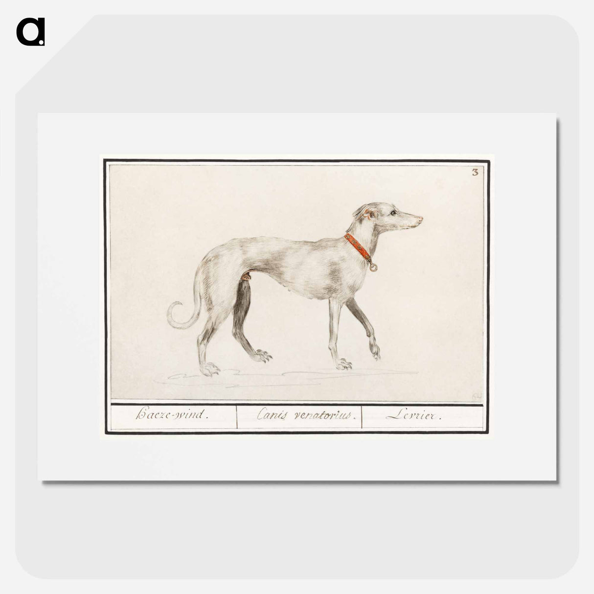 Greyhound - アンセルムス ボエティウス デ ブート Poster.