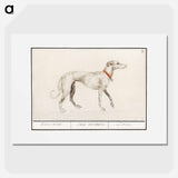 Greyhound - アンセルムス ボエティウス デ ブート Poster.