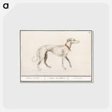 アートポストカード-Greyhound - アンセルムス ボエティウス デ ブート Postcard.