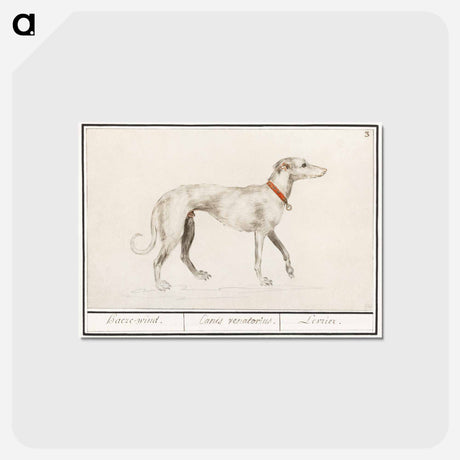 アートポストカード-Greyhound - アンセルムス ボエティウス デ ブート Postcard.