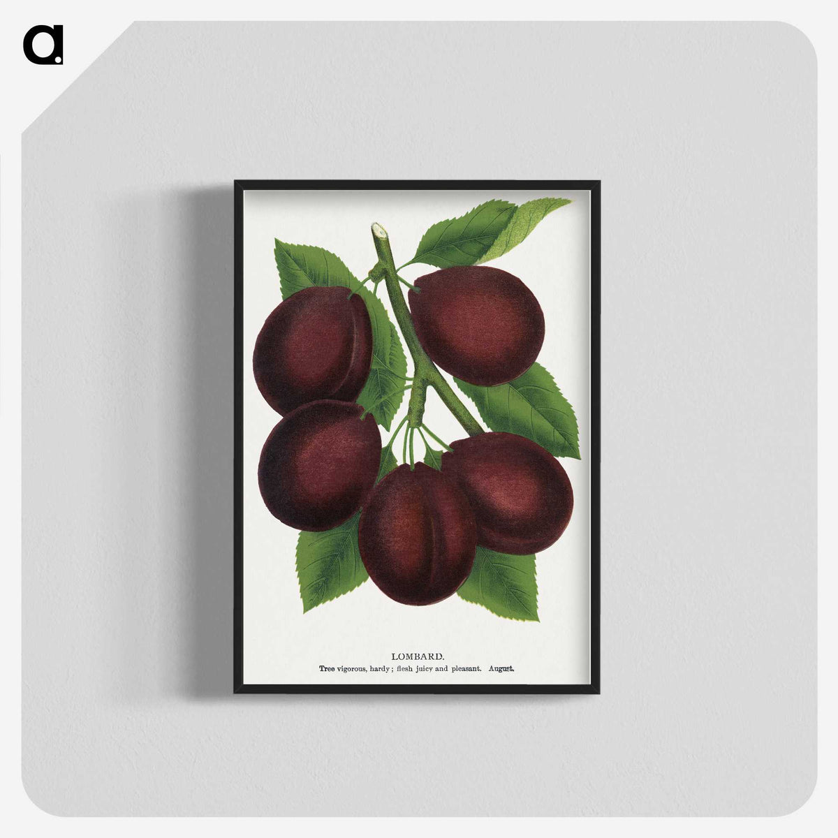 2-2_Botanical-Specimen-Plates_blk-crop