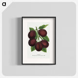 2-2_Botanical-Specimen-Plates_blk