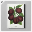2-2_Botanical-Specimen-Plates_canvas