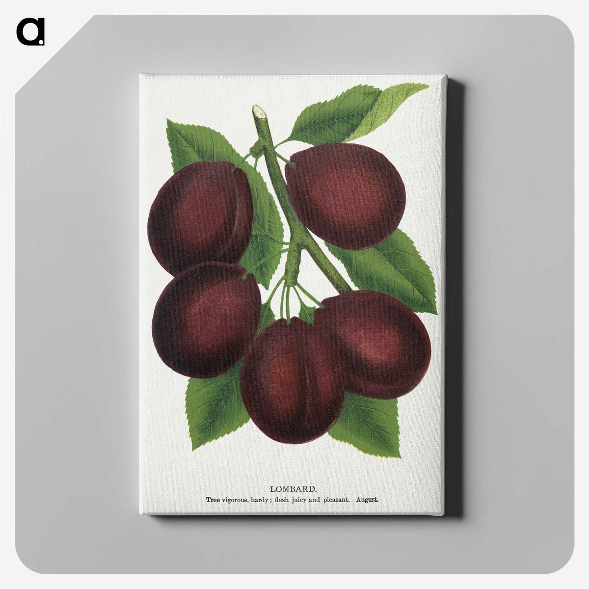 2-2_Botanical-Specimen-Plates_canvas