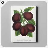 2-2_Botanical-Specimen-Plates_canvas