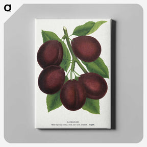 2-2_Botanical-Specimen-Plates_canvas