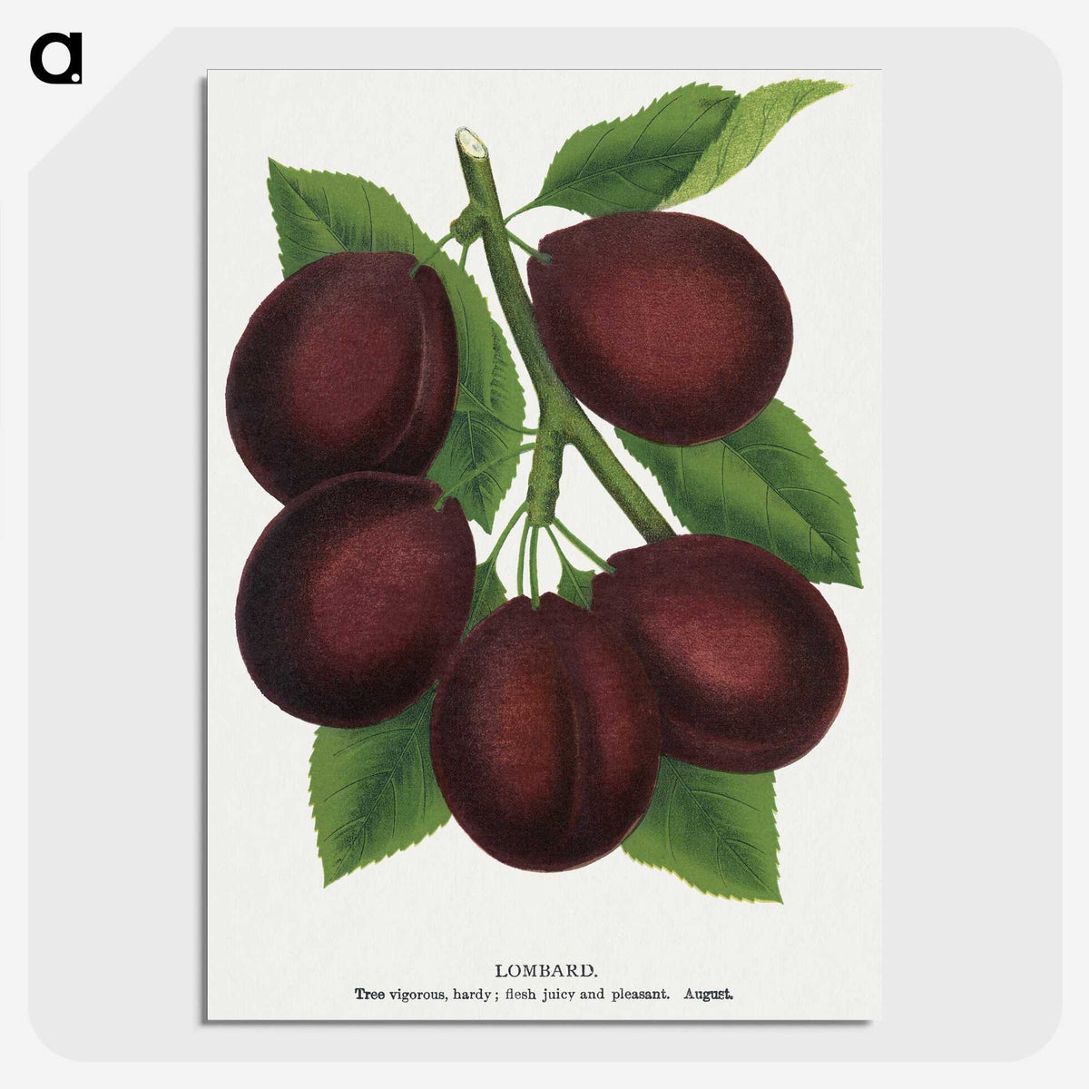 2-2_Botanical-Specimen-Plates_picture-crop