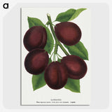2-2_Botanical-Specimen-Plates_picture-crop