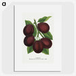 2-2_Botanical-Specimen-Plates_picture