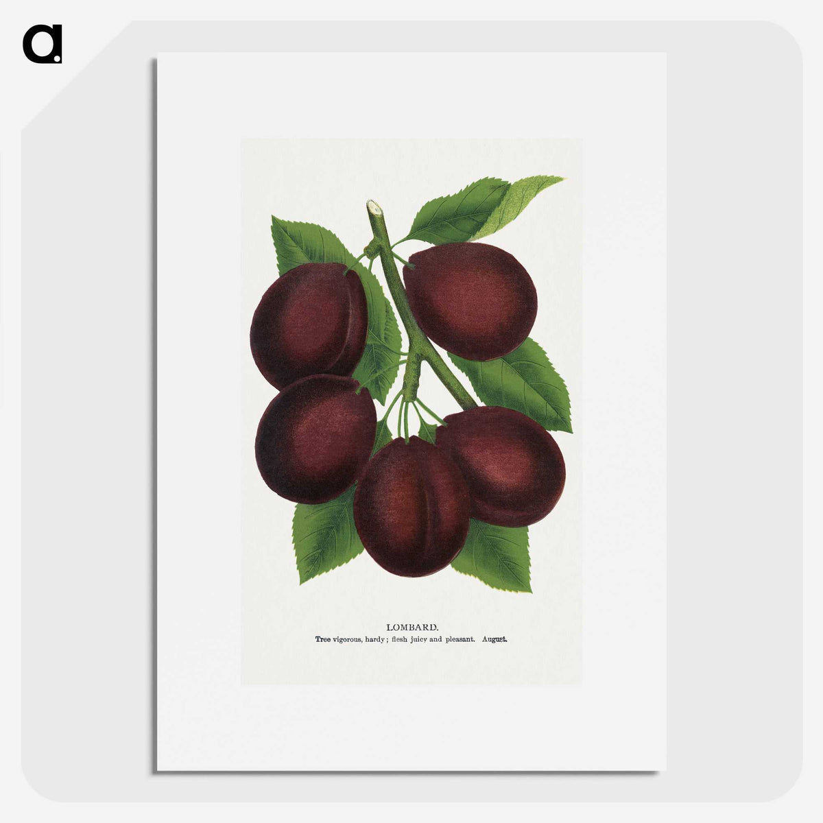 2-2_Botanical-Specimen-Plates_picture