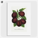 2-2_Botanical-Specimen-Plates_picture