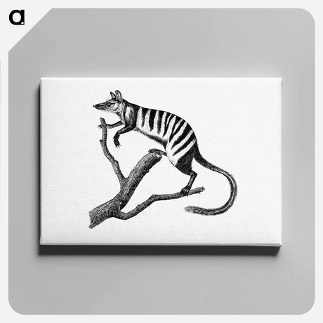 アートパネル-Numbat from Voyages Dans Les Deux Oceans, Atlantique Et Pacifique
 - 大英図書館 Canvas.