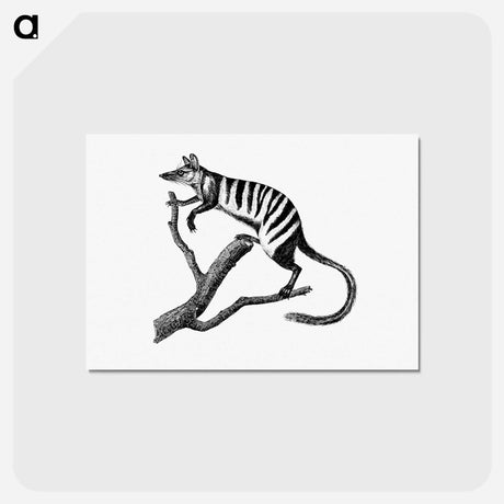 アートポストカード-Numbat from Voyages Dans Les Deux Oceans, Atlantique Et Pacifique
 - 大英図書館 Postcard.