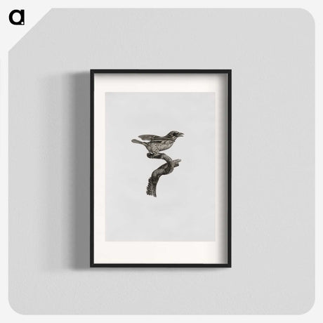 2-2_Des-Oiseaux-de-Paradis_blk
