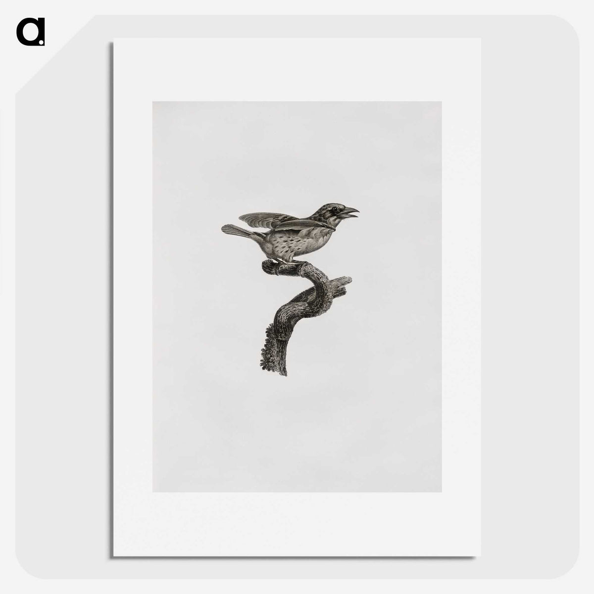 2-2_Des-Oiseaux-de-Paradis_picture