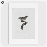 2-2_Des-Oiseaux-de-Paradis_picture