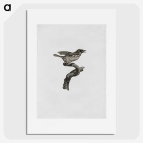 2-2_Des-Oiseaux-de-Paradis_picture
