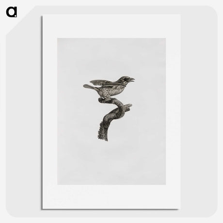2-2_Des-Oiseaux-de-Paradis_picture