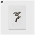 2-2_Des-Oiseaux-de-Paradis_postcard