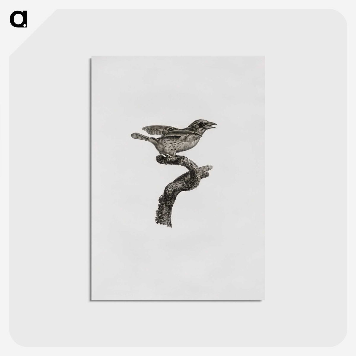 2-2_Des-Oiseaux-de-Paradis_postcard