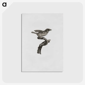 2-2_Des-Oiseaux-de-Paradis_postcard
