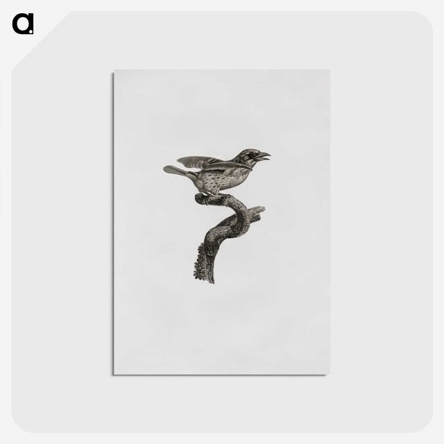 2-2_Des-Oiseaux-de-Paradis_postcard