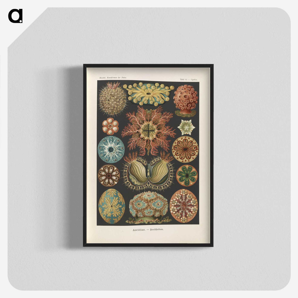 2-2_Ernst-Haeckel_blk-crop