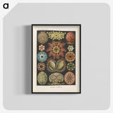 2-2_Ernst-Haeckel_blk-crop