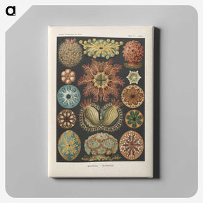2-2_Ernst-Haeckel_canvas