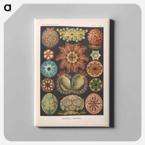 Marine life illustration - エルンスト ヘッケル Canvas.