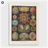 2-2_Ernst-Haeckel_picture-crop