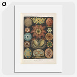2-2_Ernst-Haeckel_picture