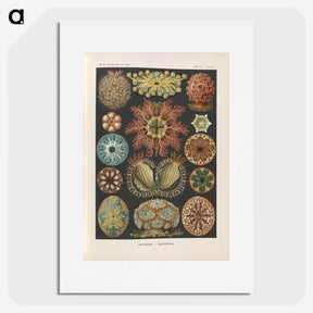2-2_Ernst-Haeckel_picture