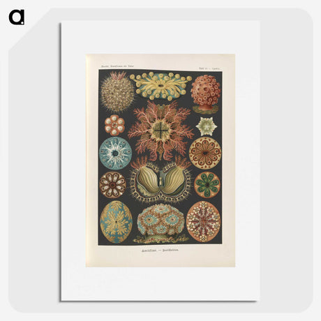2-2_Ernst-Haeckel_picture